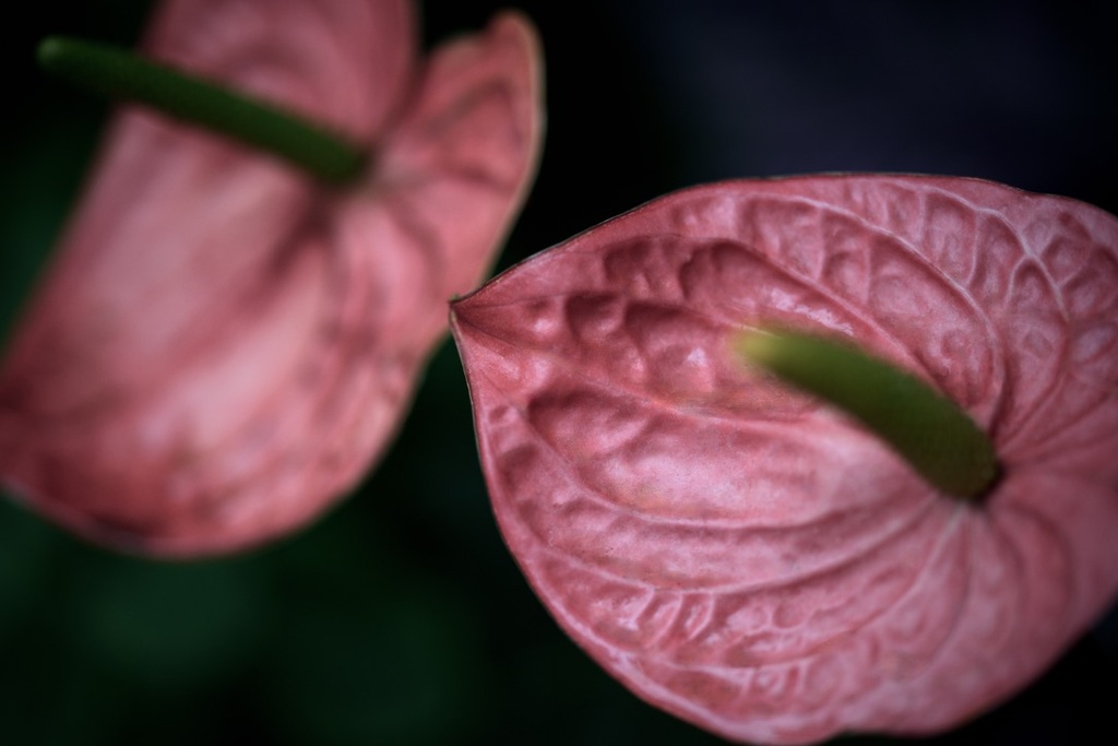 柔紅の生命