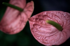 柔紅の生命
