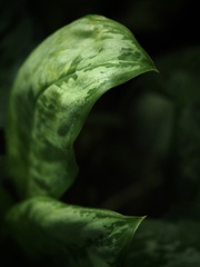 温室内の植物