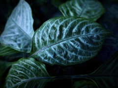 温室内の植物