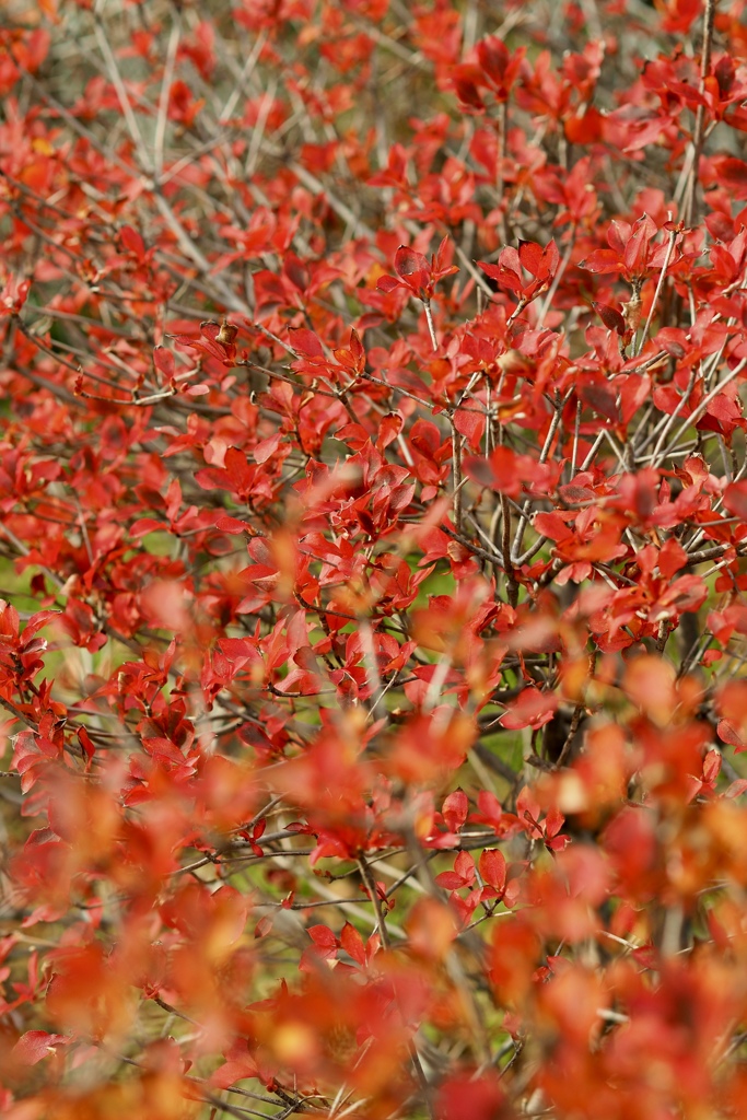 紅葉