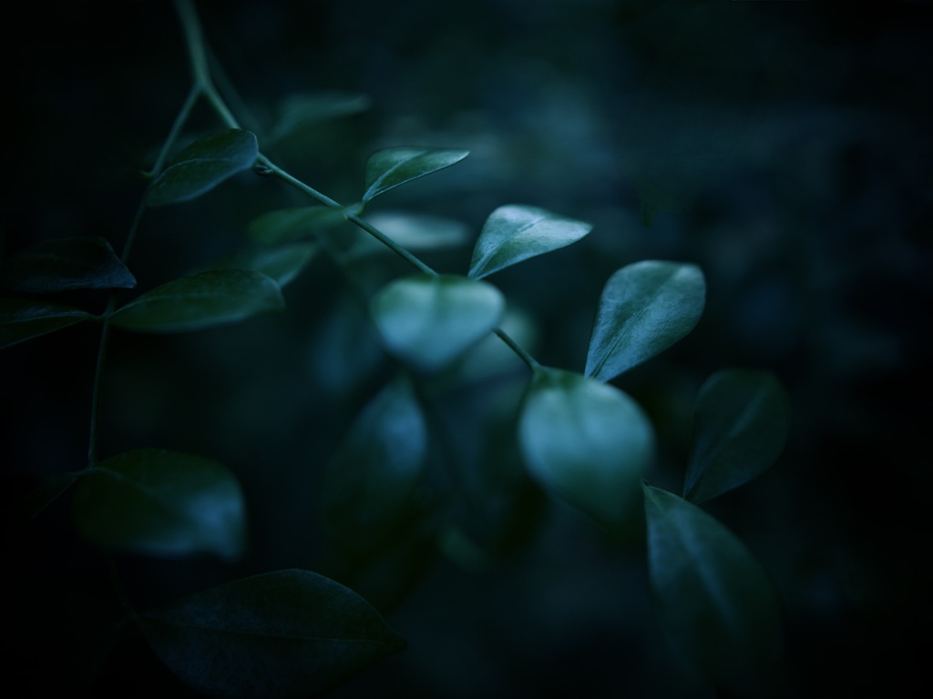 温室内の植物