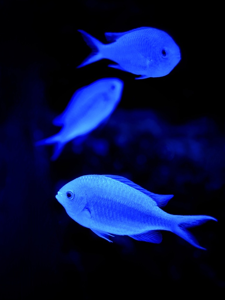 アクアリウムの生き物