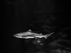 サメ・ツマグロ