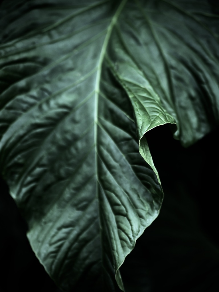 温室内の植物