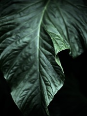 温室内の植物