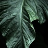 温室内の植物