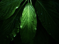 温室内の植物