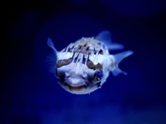 ハリセンボン