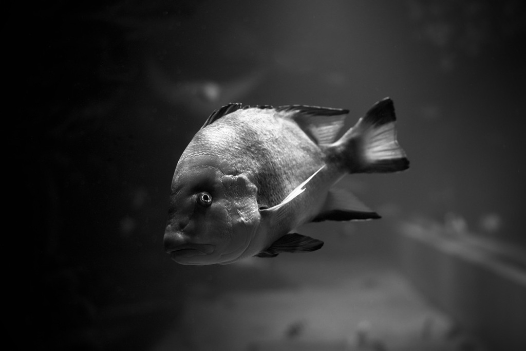 水中からの眼差し