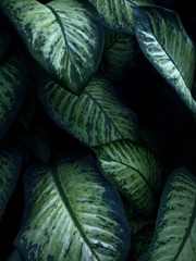 温室内の植物