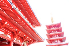 紅羽ばたく