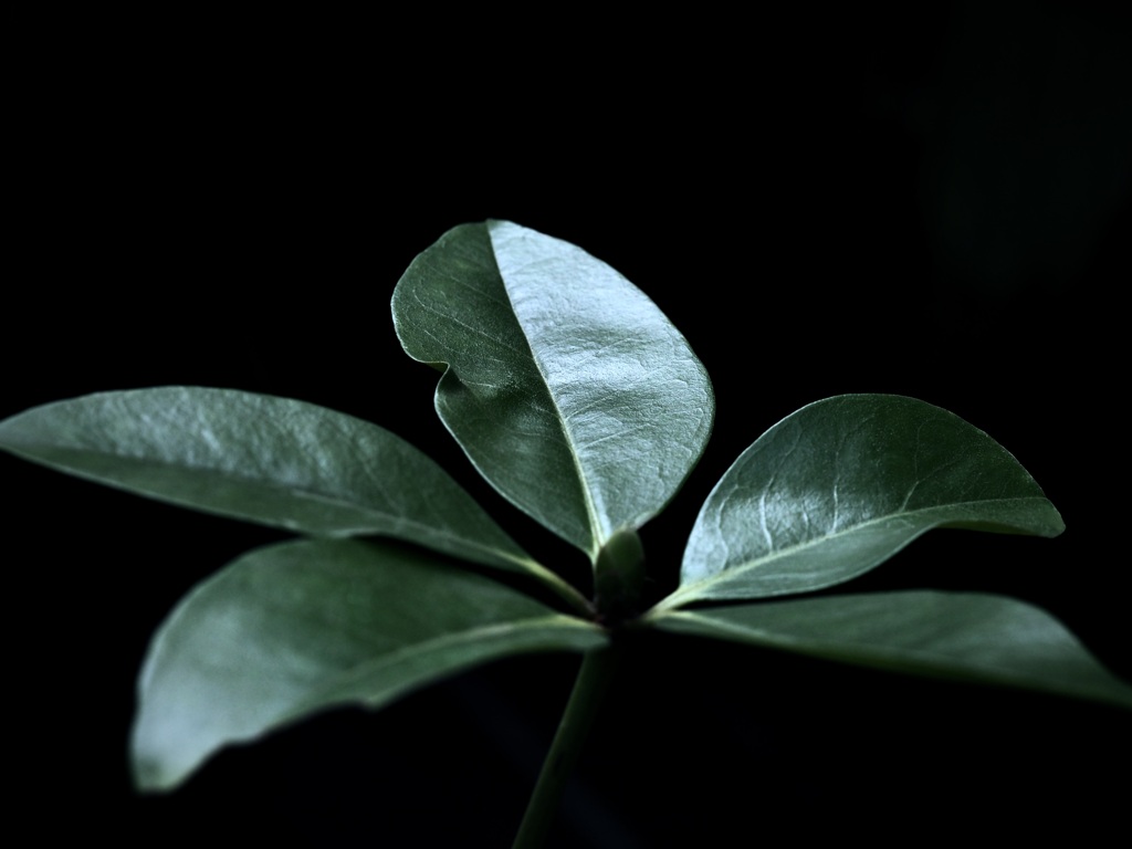 温室内の植物