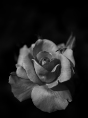 バラ　芳純