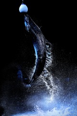 しぶきの背びれ