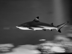 サメ・ツマグロ
