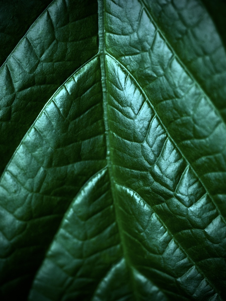 温室内の植物