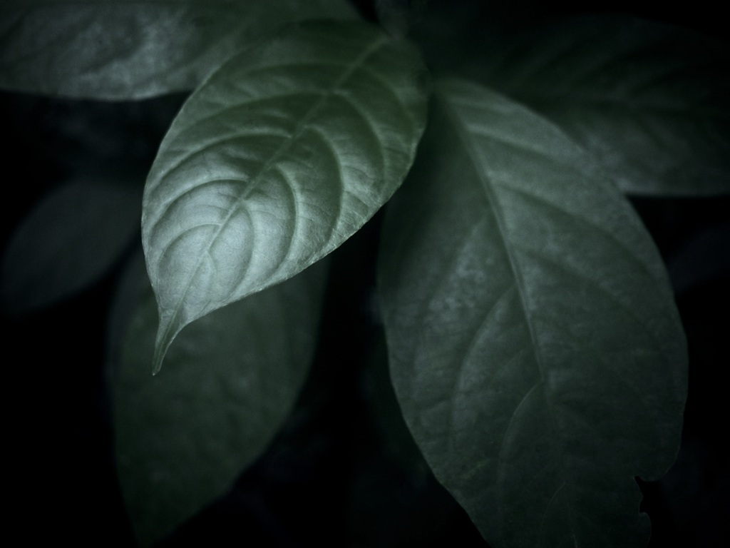 温室内の植物