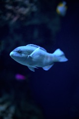 煌めく羽ばたき