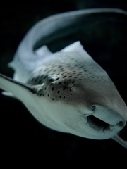 サメ・トラフザメ