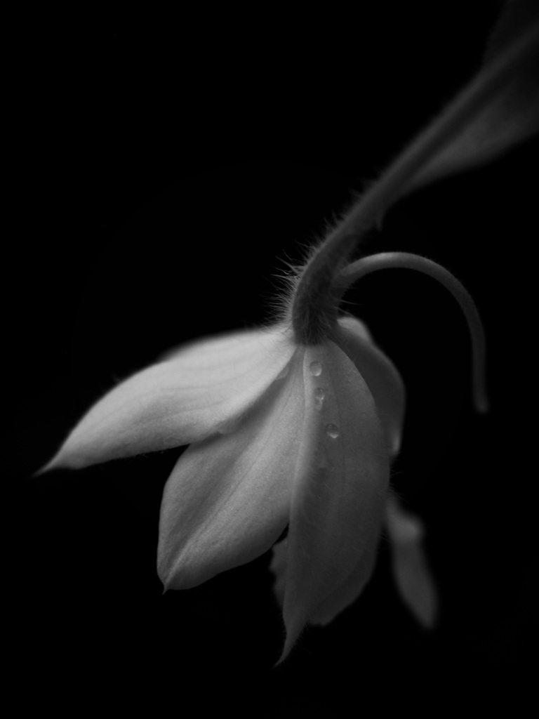 温室内の花（モノクロ）