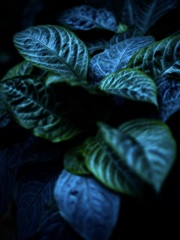 温室内の植物