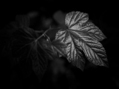 温室内の植物
