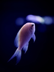 アクアリウムの生き物