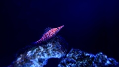 海底の紅