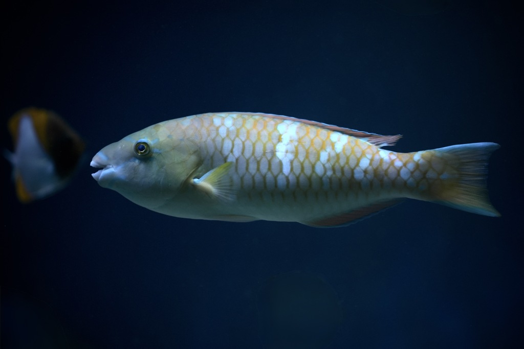 穏やかなモザイク