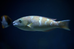 穏やかなモザイク