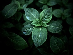 温室内の植物