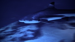 サメ・ツマグロ