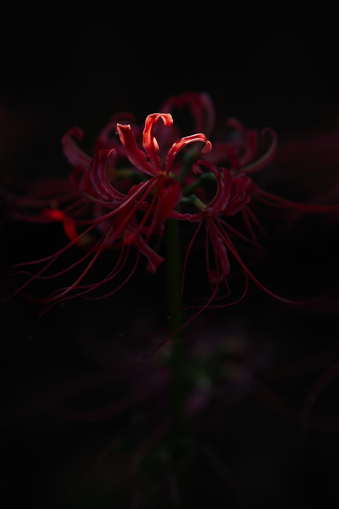 花 2