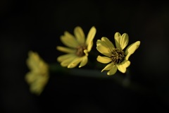 三つ連れのささやき