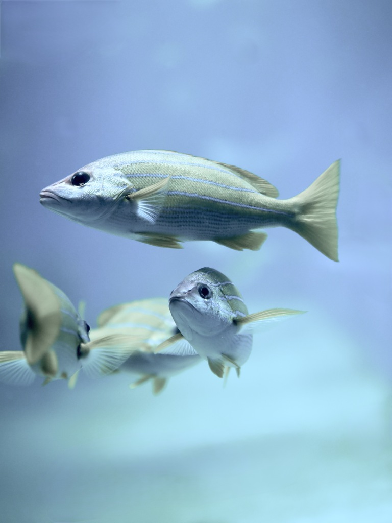 アクアリウムの生き物
