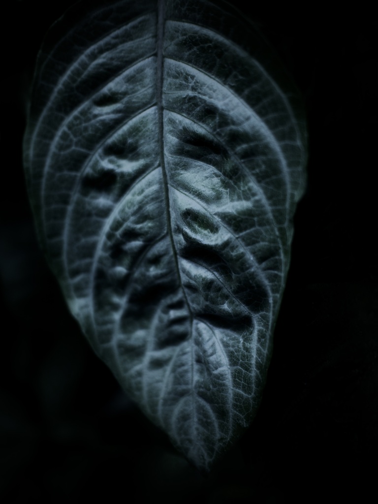 温室内の植物