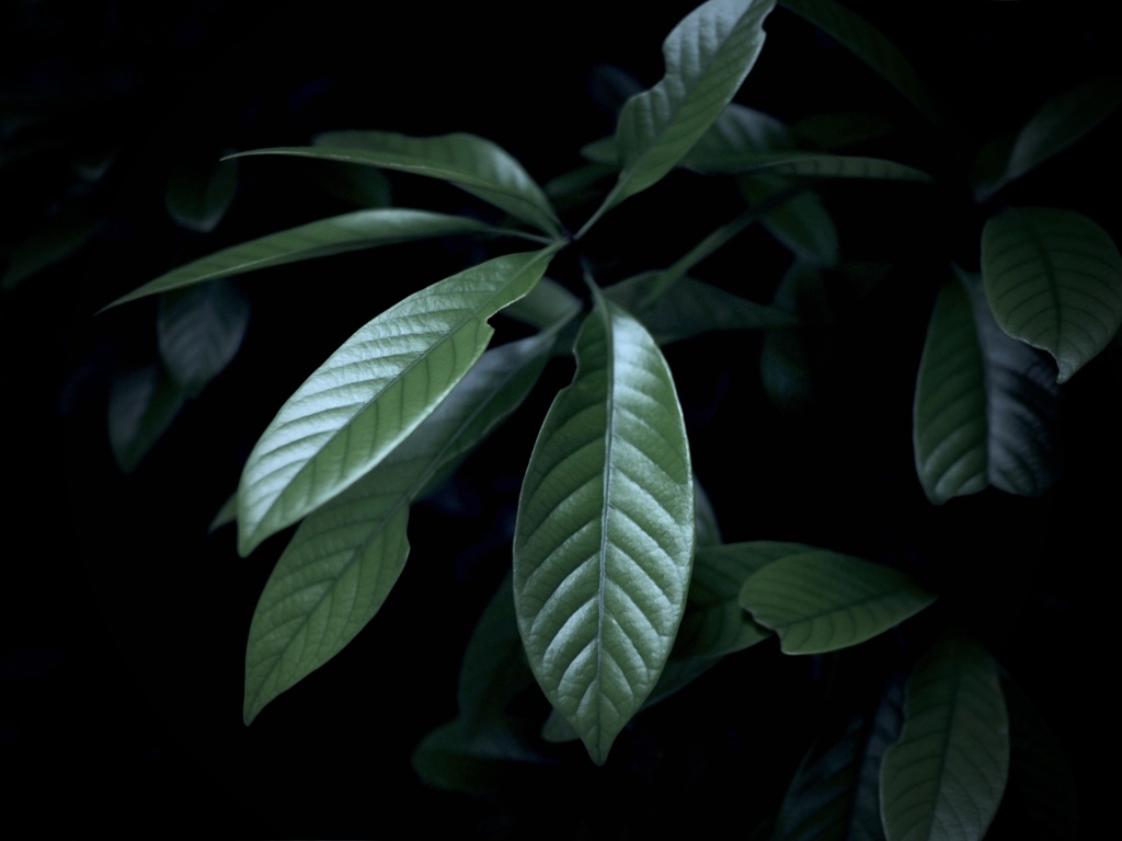 植物