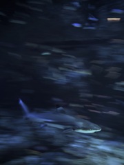 サメ・ツマグロ