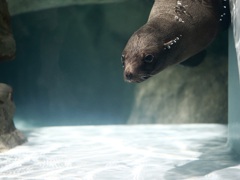 ミナミアメリカオットセイ