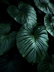 温室内の植物