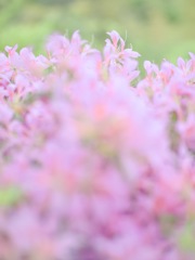 渓谷にとける花霞