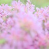 渓谷にとける花霞