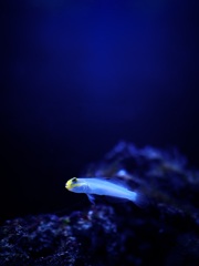 アクアリウムの生き物