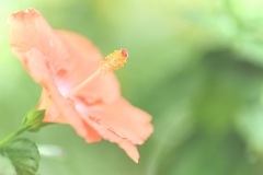 まばゆき生命
