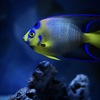気高き天使、漂う品格