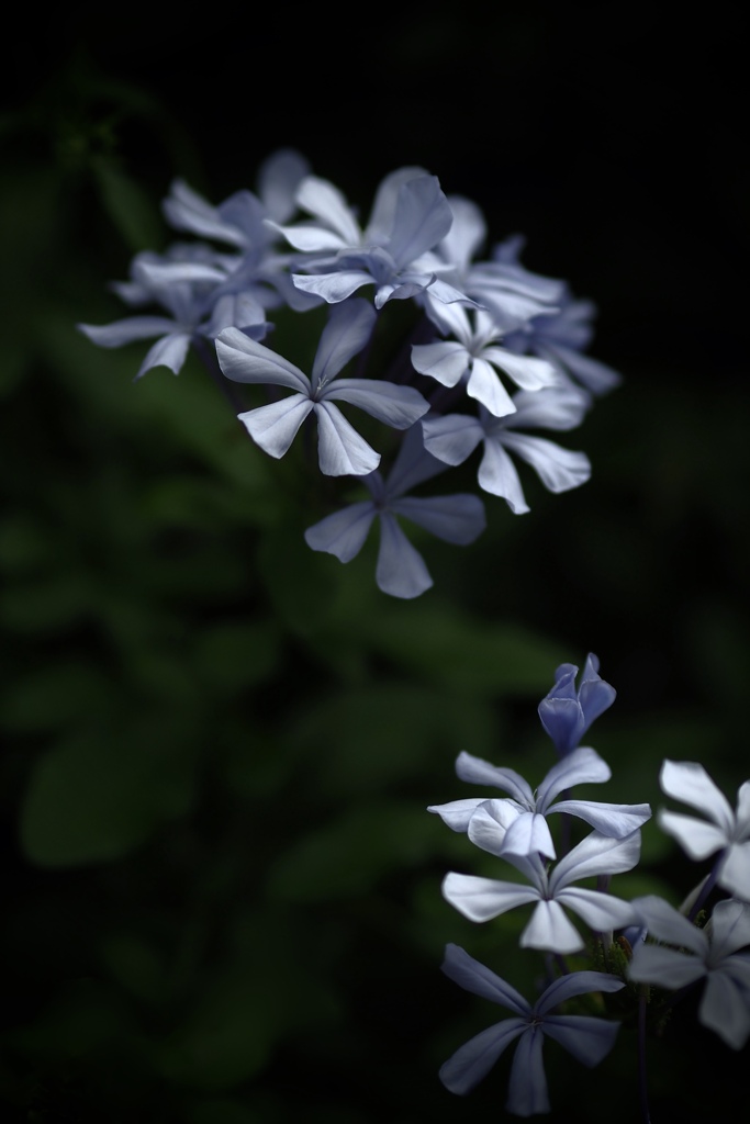 風に揺れやすい花