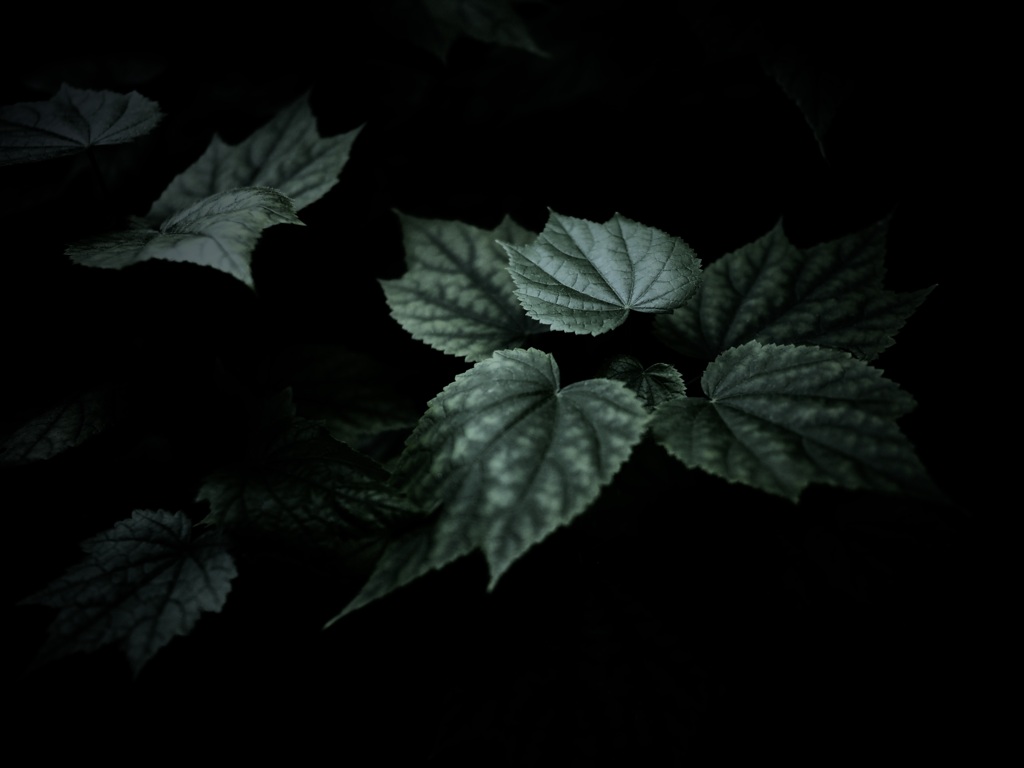 温室内の植物