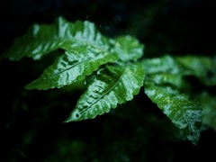 落水に打たれる植物