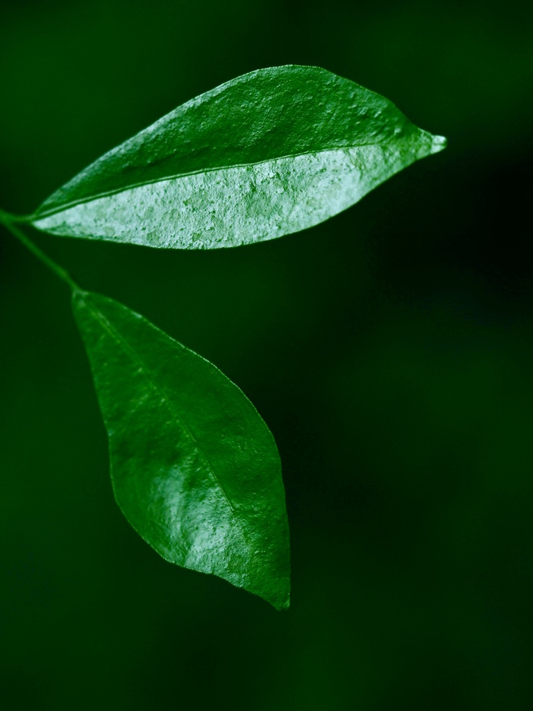 温室内の植物